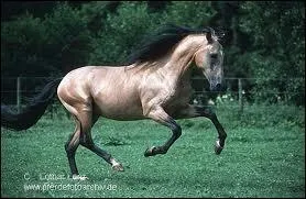 Quelle est sa race ?