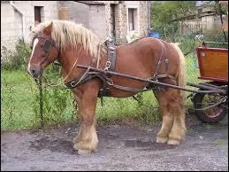 Quelle est sa race ? Trait...