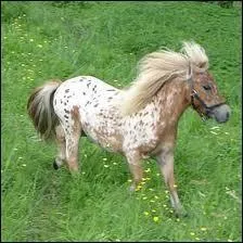 Quelle est sa race ?