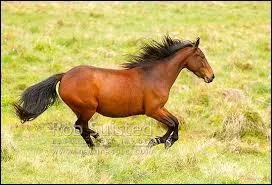 Quelle est sa race ?