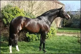 Quelle est sa race ?