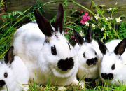 Quiz Des lapins trop mignons