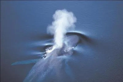 En Californie, il est illgal de tirer au fusil sur quoi que ce soit depuis sa voiture, sauf contre une seule espce animale. Lequel ?