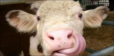 A Fresno (Californie), que devez-vous avoir pour tre autoris  porter des bottes de cow-boys ?