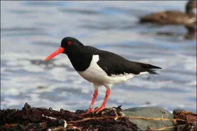 Je peux mesurer jusqu' 86 cm d'envergure. Qui suis-je ?