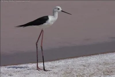 Mon nom scientifique est Himantopus himantopus. Qui suis-je ?