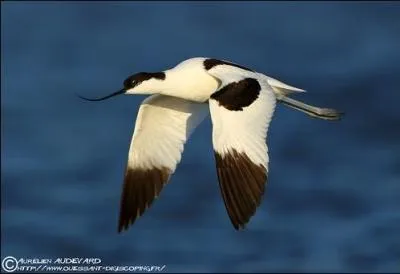 Je vis sur les ctes ou  l'intrieur des terres. Qui suis-je ?