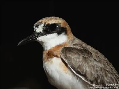 Je me nourris en troupes souvent assez lches ; Qui suis-je ?