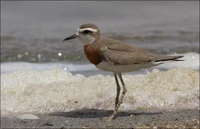 Je suis peu frquent sur les ctes. Qui suis-je ?
