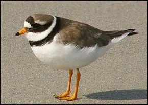 Je suis un des limicoles les plus communs sur les ctes nordiques. Qui suis-je ?