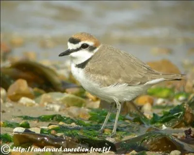 Je vis sur les plages de sable et de graviers sur les ctes. Qui suis-je ?