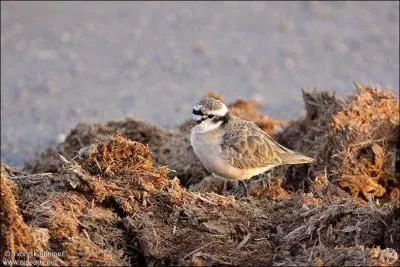 Je suis le plus petit oiseau du genre Charadrius dans la rgion. Qui suis-je ?