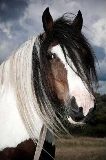 Quel est ce type de cheval