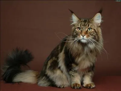 De quelle race est ce chat ?