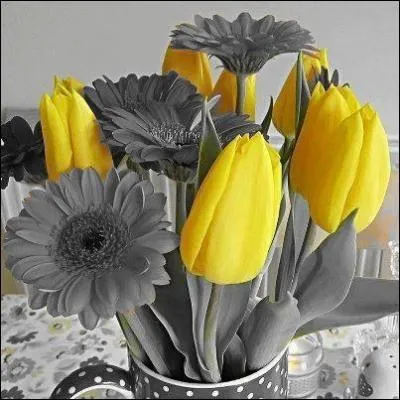 Qui a crit  La tulipe noire  ?