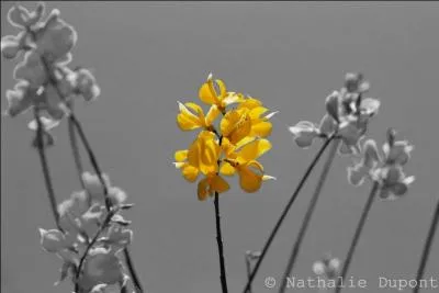 Vous pouvez agrandir la photo pour reconnatre cette fleur :