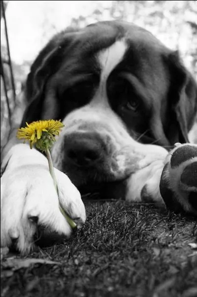 Vous devez reconnatre le chien et la fleur qui l'accompagne :