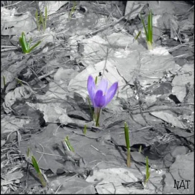 A quoi diffrencie-t-on les crocus des colchiques ?