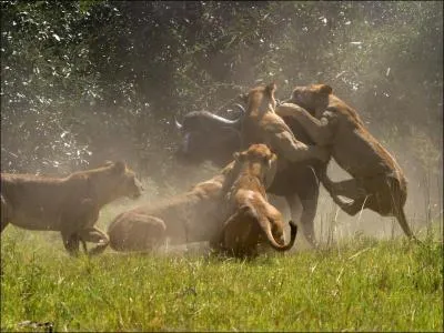 Tu as entrepris de suivre la longue migration des gnous et des zbres dans le Masa-Mara africain, et au dtour d'une piste, ce spectacle t'est apparu !