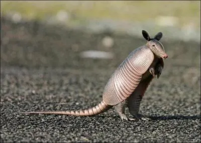 Tu ne pouvais pas finir ton tour du monde sans venir me voir, en Guyane, viens avec moi je vais te prsenter un animal que tu ne connais peut-tre pas ...