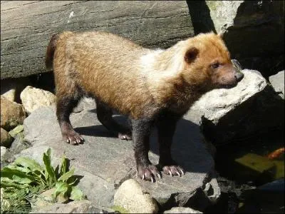 Et pour finir, je ne peux pas te laisser quitter l'Amazonie sans te prsenter ...