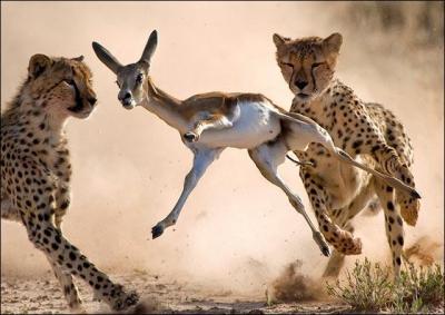 Tu te promnes dans la savane africaine, soudain tu vois une petite gazelle qui cherche  chapper  ...