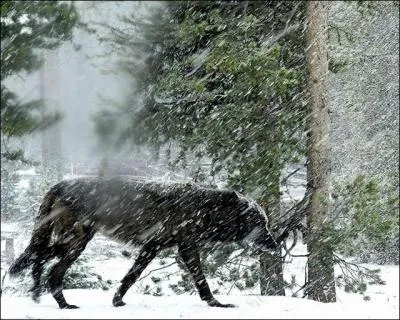 Comme tu aimes les voyages, tu a dcid de faire un tour dans le grand Nord canadien, soudain tu le vois  quelques mtres de toi ...
