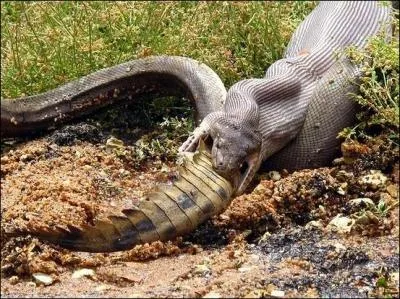 Poursuis ta promenade et viens faire un tour dans le Queensland, en Australie, quel reptile peut tre attaqu par un python ?