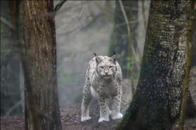 Tous ces voyages t'ont un peu fatigu, tu as dcid de te reposer en France, et en te promenant dans le jura, voici l'animal que tu as rencontr !
