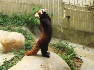 Bien repos, tu as dcid de faire un tour en Asie, et dans une fort de bambous, tu as vu ce sympathique animal :