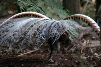 Comme l'Australie ta vraiment plu, tu as dcid d'y retourner, et aprs un trs long voyage, tu as eu la chance de rencontrer cet oiseau mythique, un parfait imitateur !