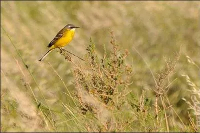 Elle revient d'Afrique dès le mois de mars pour se reproduire en France.