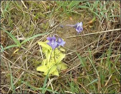 Pinguicula grandiflora est une grassette ------- ou encore une plante herbacée, vivace, de la famille des carnivores.