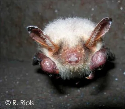 Quelle espce est prsente sur le site Natura 2000  Moun N de Cauterets-Pic du Cabaliros  ?