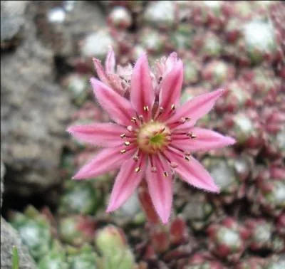 Quelle est la surface du site Natura 2000  Moun N de Cauterets-Pic du Cabaliros 