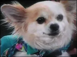 Comment s'appelle son chihuahua ?