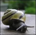 Un escargot tombe au fond d'un puits de 20m. Pour retrouver l'air libre, chaque jour il monte de 5m, mais la nuit en dormant il redescend de 4m. Combien de temps met-il pour sortir du puits ?