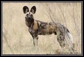 Sur quel continent vit le lycaon ?