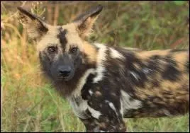 D'o vient la signification du nom scientifique du lycaon ?