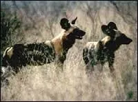 Quel couple se reproduit dans une meute de lycaons ?