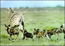 Quelles proies chasse une meute de lycaons ?