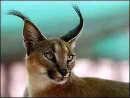 Et celui-ci avec ses pinceaux sur le bout des oreilles ?