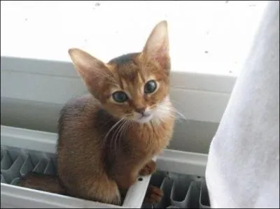 Celui-ci est trs clin :