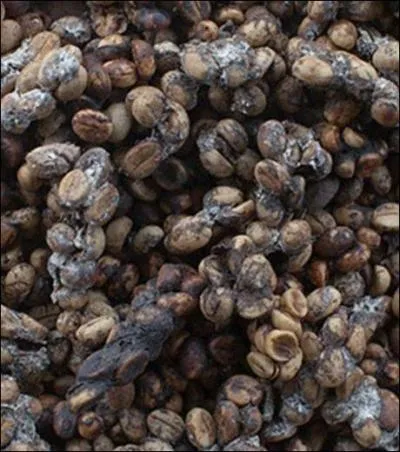 Aprs avoir mang tout a, je comprends fort bien qu'un petit caf vous tente, pas de problme, je vous le prpare tout de suite, d'origine indonsienne, il vous tonnera :