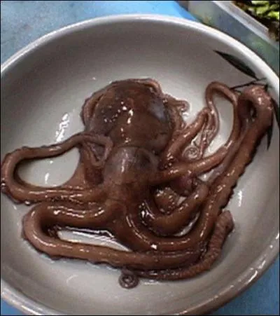 Faisons  prsent un petit dtour pour apprcier le got croquant d'une pieuvre vivante dans votre assiette, je sens que vous allez vous rgaler !