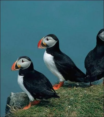 Les Suédois sont quant à eux, beaucoup plus classiques, ils préfèrent ...