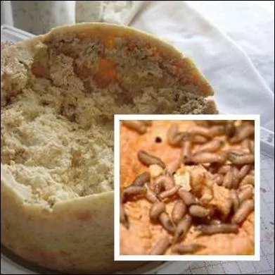 Mais nul besoin de courir aussi loin, si vous aimez le fromage grouillant de larves vivantes, suivez-moi et ...