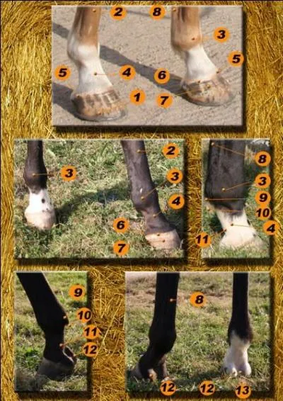 Comment s'appelle la partie N12 ?