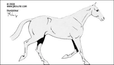 Le trot est une allure  :