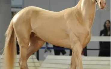 Quiz Galop 1